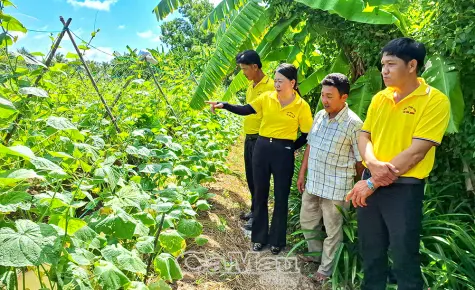 Vững sinh kế nhờ đa dạng cây trồng