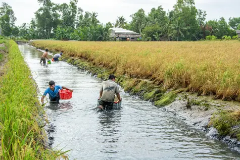 Gạo lúa - tôm - Ðịnh vị bằng chất lượng