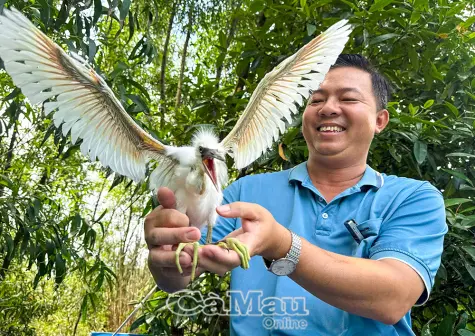Giữ “mái nhà” cho đàn cò