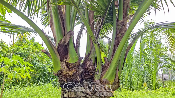 Lạ mắt cây dừa 1 thân, 4 đọt