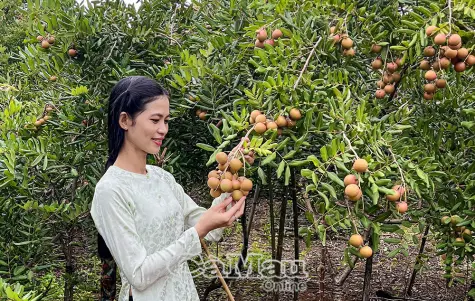 Theo hương nhãn về đất giồng