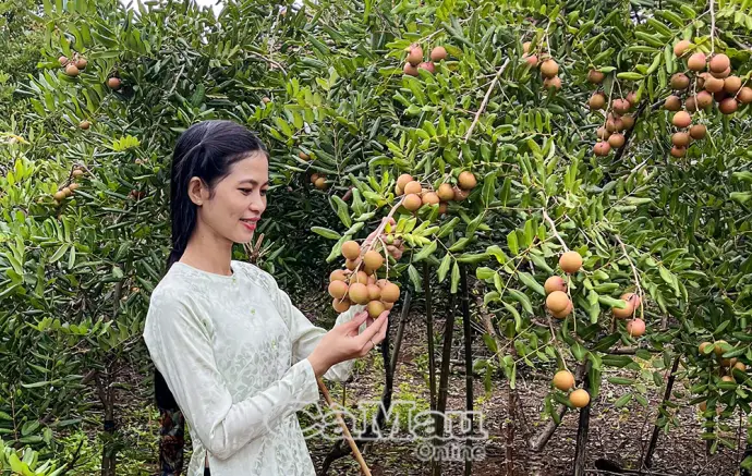 Theo hương nhãn về đất giồng