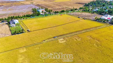 Phấn đấu đạt 6.000 ha lúa chất lượng cao, phát thải thấp năm 2026