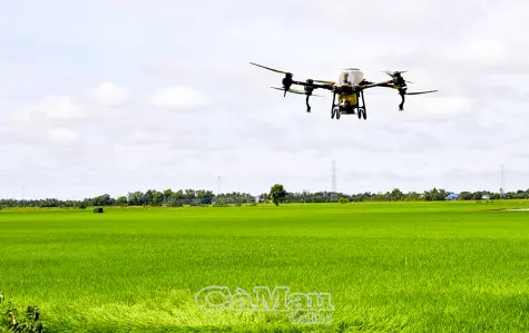 Ứng dụng công nghệ vào sản xuất lúa gạo