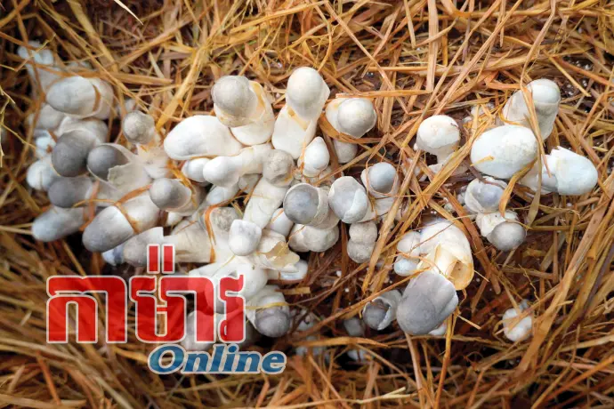 បង្កើនប្រាក់ចំណូលអាស្រ័យដាំផ្សិតចំបើង