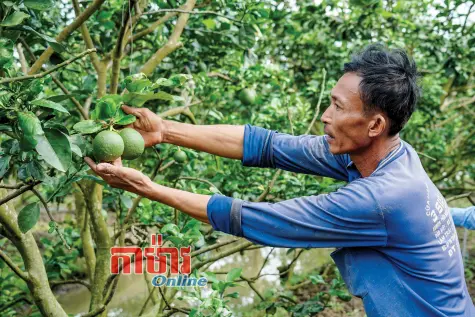 កសិករឃុំ Vĩnh Phước វិញភឿក លំនឹងសេដ្ឋកិច្ចជាបន្តបន្ទាប់