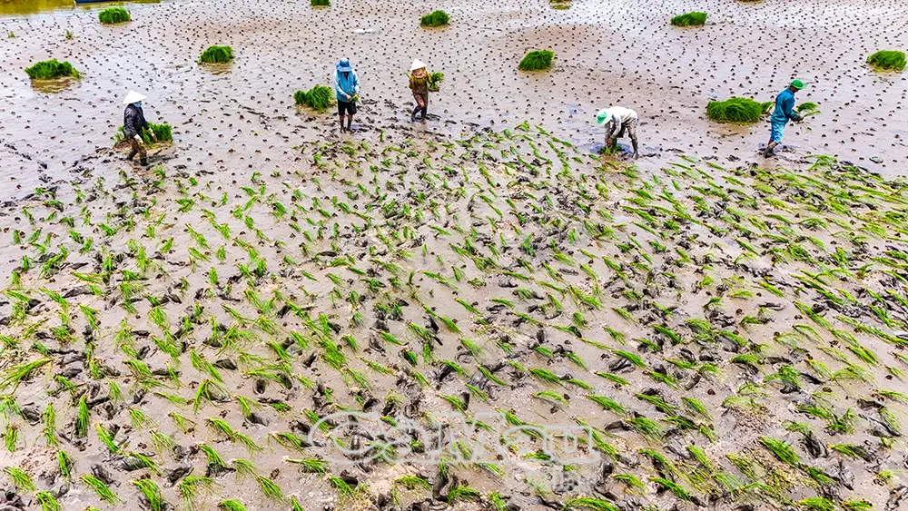 Nhịp mùa trên đất lúa - tôm