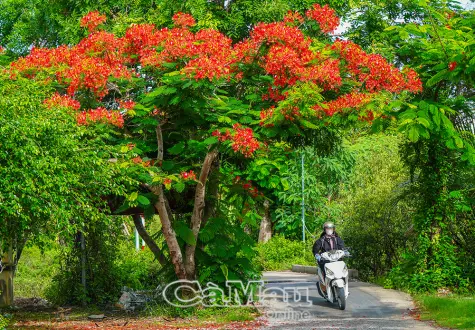 Chung sức hoàn thiện giao thông nông thôn