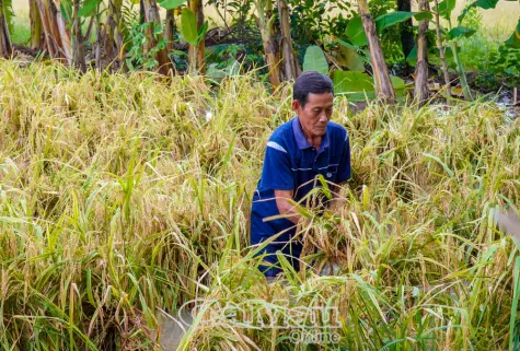 1.000 ha lúa hè thu bị ngập úng, xã Khánh Bình tính phương án hỗ trợ dân thu hoạch thủ công