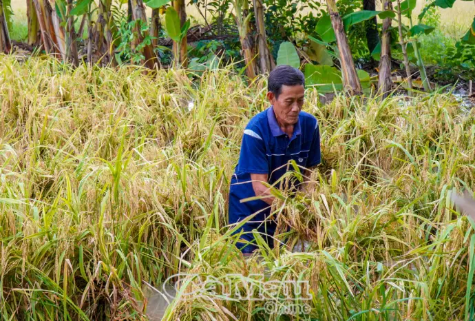 1.000 ha lúa hè thu bị ngập úng, xã Khánh Bình tính phương án hỗ trợ dân thu hoạch thủ công