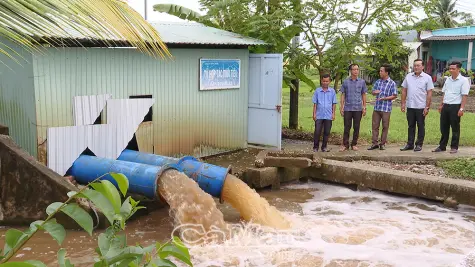 Mưa ngập, lúa rớt giá: Nông dân Cà Mau thêm khó cuối vụ Hè Thu
