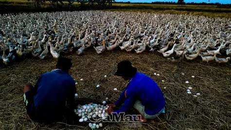 Mùa vịt chạy đồng sau vụ gặt