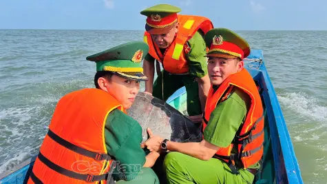 Thả cá thể vích quý hiếm nặng 70 kg về biển