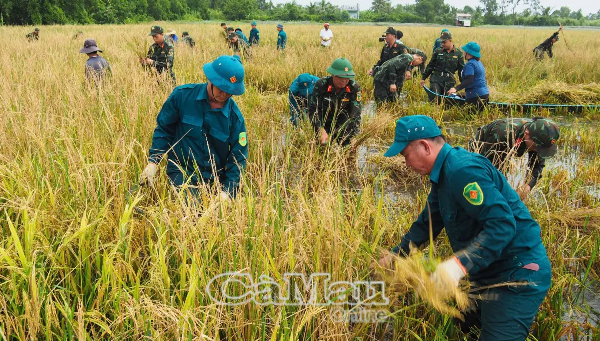 Bộ đội giúp dân thu hoạch lúa bị ngập