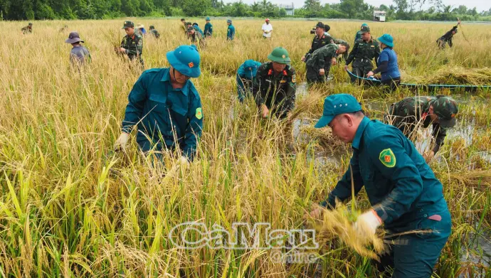 Bộ đội giúp dân thu hoạch lúa bị ngập