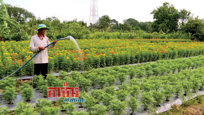 ជីវភាពប្រសើរឡើងអាស្រ័យផលដំណាំបន្លែបង្ការ