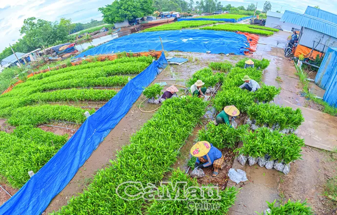 Ươm mầm rừng mới