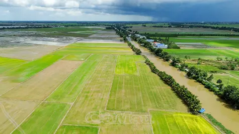 Vùng sản xuất lúa - tôm chủ động ứng phó mưa lớn kéo dài