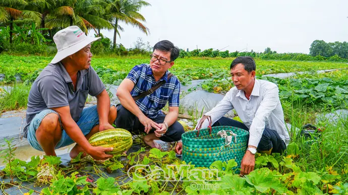 Nông dân Phường Lý Văn Lâm tăng thu nhập từ dưa gang