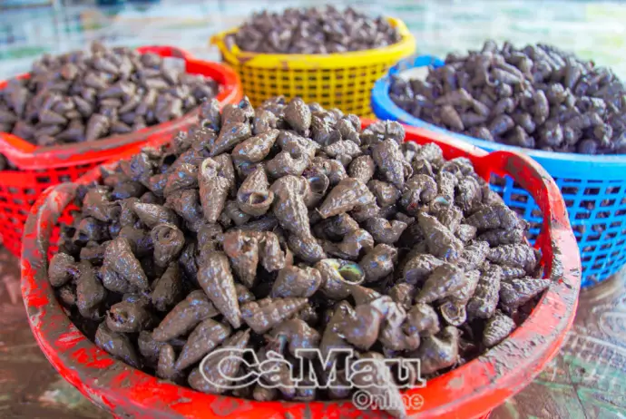 Tăng thu nhập từ nghề bắt ốc len