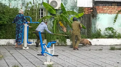 Tăng cường xử lý chó thả rông